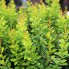 Bārbele, tunberga 'Pow Wow' /Berberis thunbergii/ - C2,5 kont.