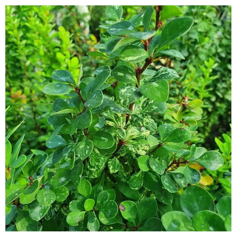 Bārbele, tunberga 'Pow Wow' /Berberis thunbergii/ - C2,5 kont.