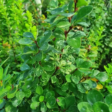 Bārbele, tunberga 'Pow Wow' /Berberis thunbergii/ - C2,5 kont.