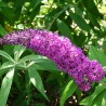 Budleja, Dāvida 'Border Beauty'  /Buddleja davidii/- C2,5 kont.
