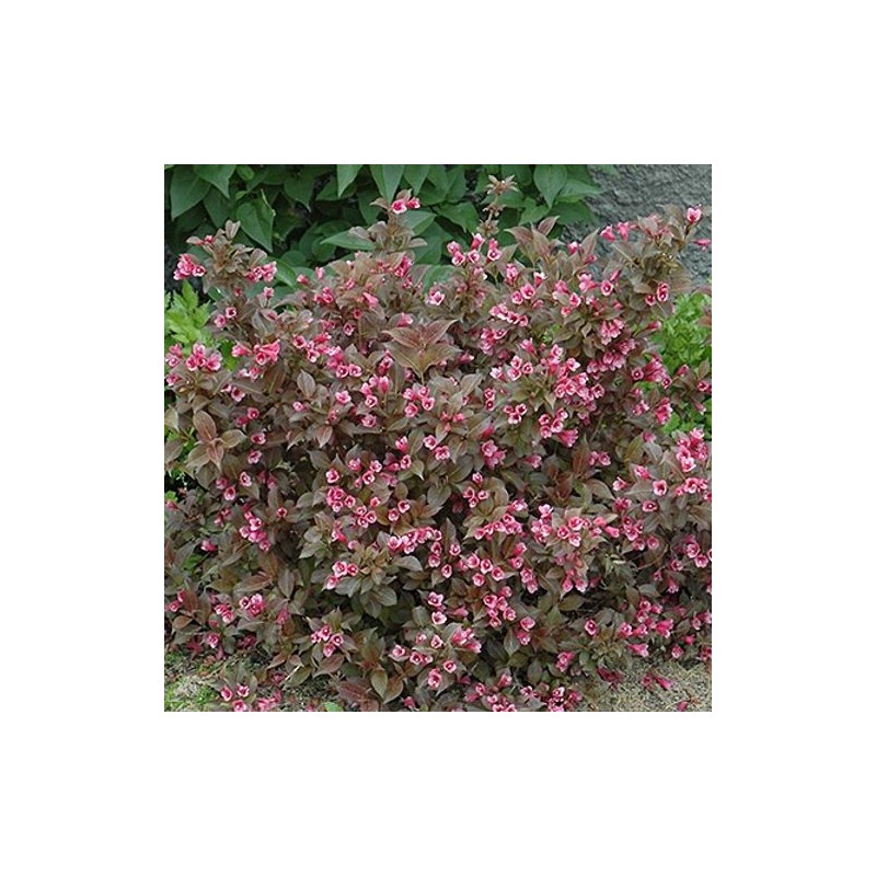 Veigela, krāšņā 'Tango' /Weigela florida/- C2,5 Kont.