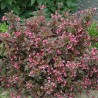 Veigela, krāšņā 'Tango' /Weigela florida/- C2,5 Kont.