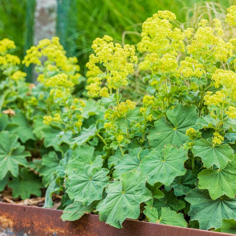 Rasaskrēsliņš, mīkstais /Alchemilla mollis/ - C2 kont.