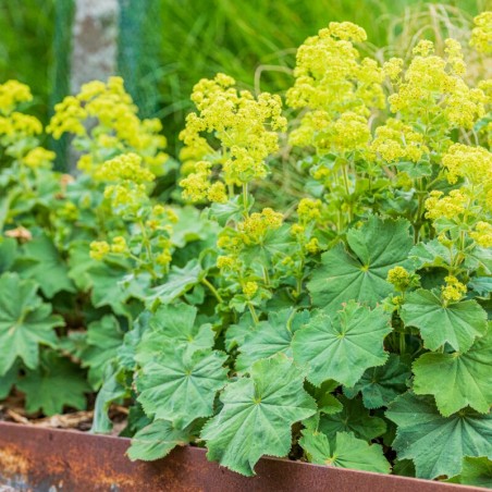 Rasaskrēsliņš, mīkstais /Alchemilla mollis/ - C2 kont.