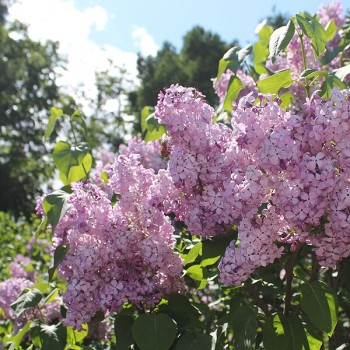 Ceriņš 'Hortensia' /Syringa vulgaris/- C2,5 kont.