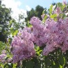 Ceriņš 'Hortensia' /Syringa vulgaris/- C2,5 kont.