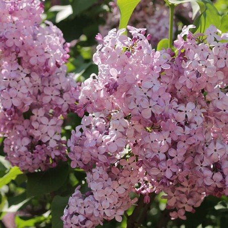 Ceriņš 'Hortensia' /Syringa vulgaris/- C2,5 kont.