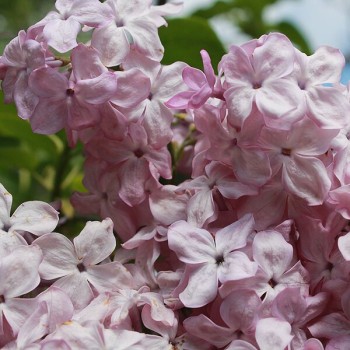 Ceriņš 'Hortensia' /Syringa vulgaris/- C2,5 kont.