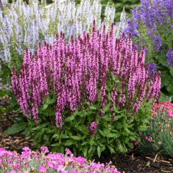 Salvija, birztalas ,Pink Beauty' /Salvia nemorosa/ - C2 kont.