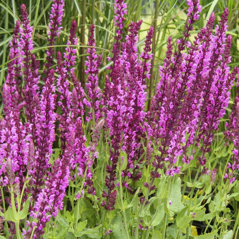 Salvija, birztalas ,Pink Beauty' /Salvia nemorosa/ - C2 kont.