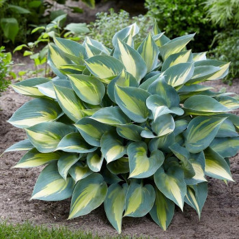 Hosta 'Katherine' /Hosta/