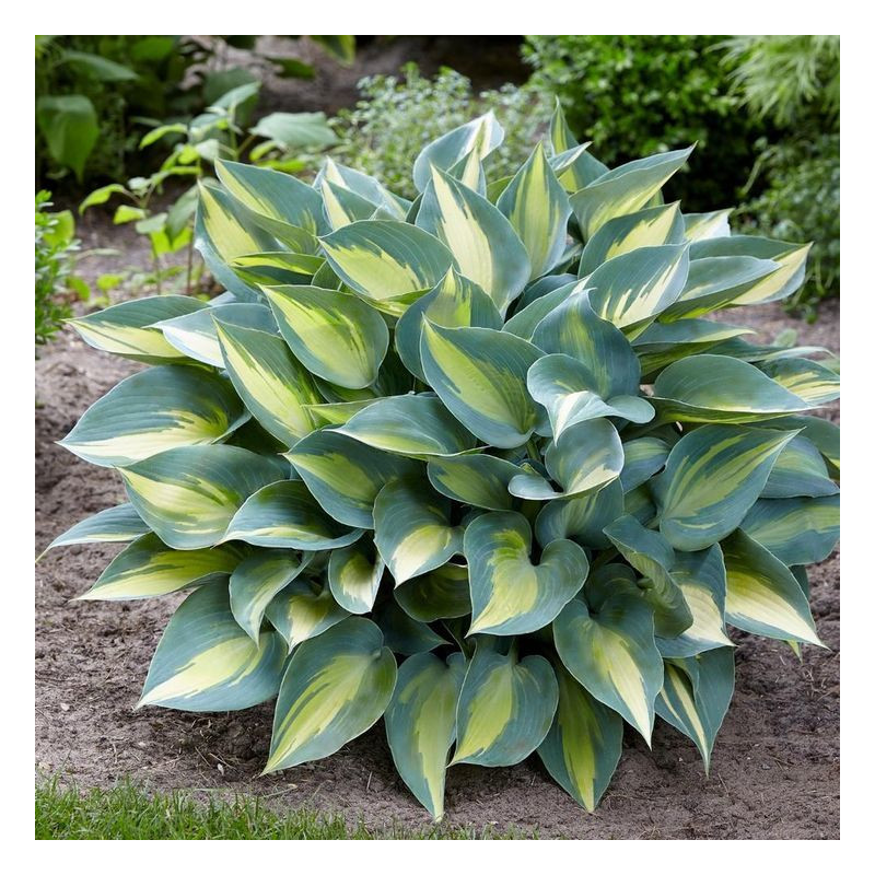 Hosta 'Katherine' /Hosta/