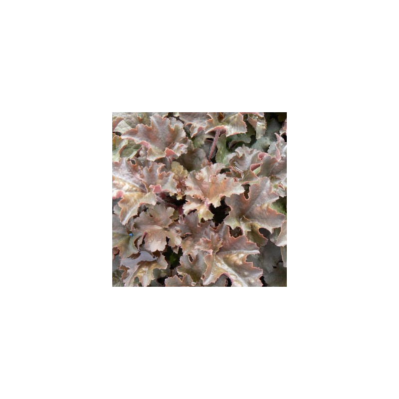 Heihēra "Cappuccino" /heuchera/