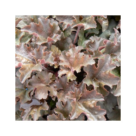 Heihēra "Cappuccino" /heuchera/