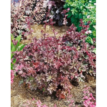 Heihēra "Cappuccino" /heuchera/