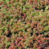 Čīkstene (laimiņš) 'Coral Carpet' /Sedum/
