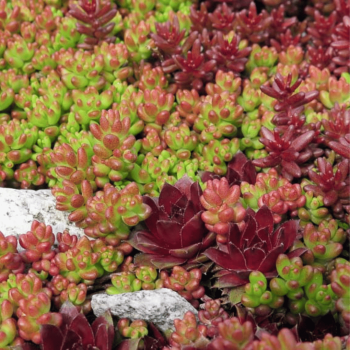 Čīkstene (laimiņš) 'Coral Carpet' /Sedum/