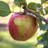 Ābele, rudens ,,Sügisdessert" /malus domestica/
