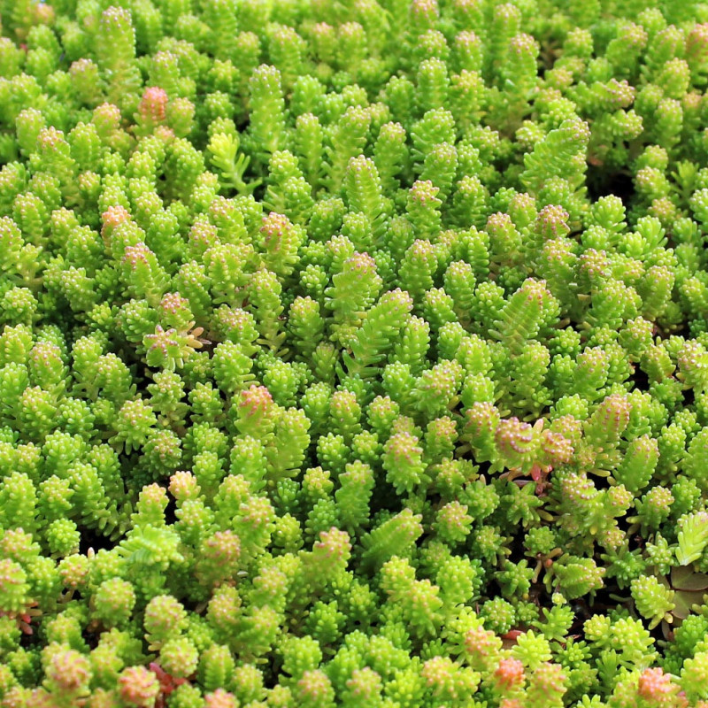 Čīkstene (laimiņš) 'Sexangulare' /Sedum/