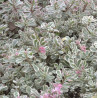 Čīkstene (laimiņš) 'Tricolor' /Sedum/