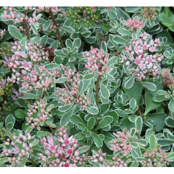 Čīkstene (laimiņš) 'Tricolor' /Sedum/