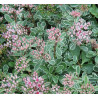 Čīkstene (laimiņš) 'Tricolor' /Sedum/