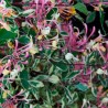 Vīteņsausserdis, hekrota ,,Variegata,, /lonicera x heckrottii/ -C2,5 kont