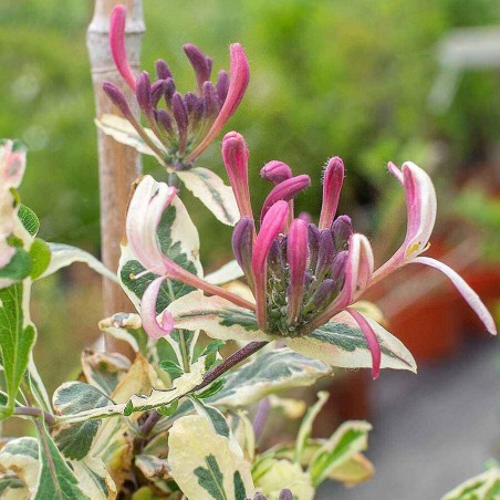 Vīteņsausserdis, hekrota ,,Variegata,, /lonicera x heckrottii/ -C2,5 kont