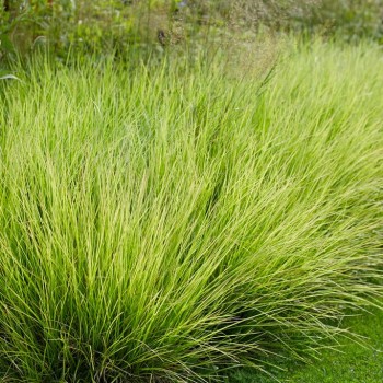 Seslērija, rudens /sesleria autumnalis/ - C2,5 kont.