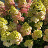 Hortenzija, skarainā ,,Fraise Melba,, /Hydrangea paniculata/ - C2,5 kont.