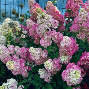 Hortenzija, skarainā ,,Fraise Melba,, /Hydrangea paniculata/ - C2,5 kont.