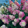 Hortenzija, skarainā ,,Fraise Melba,, /Hydrangea paniculata/ - C2,5 kont.