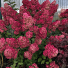 Hortenzija, skarainā ,,Fraise Melba,, /Hydrangea paniculata/ - C2,5 kont.