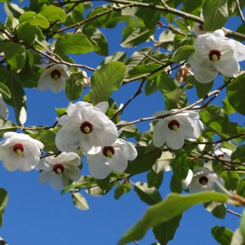 Magnolija, zībolda /magnolia sieboldii/ - C2,5 kont. 40-60 cm.