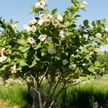 Magnolija, zībolda /magnolia sieboldii/ - C2,5 kont. 40-60 cm.