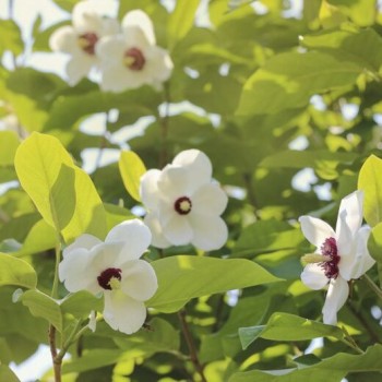 Magnolija, zībolda /magnolia sieboldii/ - C2,5 kont. 40-60 cm.