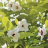 Magnolija, zībolda /magnolia sieboldii/ - C2,5 kont. 40-60 cm.