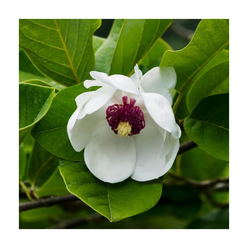 Magnolija, zībolda /magnolia sieboldii/ - C2,5 kont. 40-60 cm.