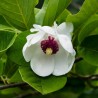 Magnolija, zībolda /magnolia sieboldii/ - C2,5 kont. 40-60 cm.
