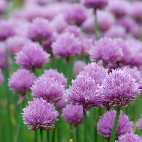 Maurloks /Allium schoenoprasum/ - C2 kont.