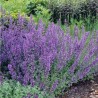 Kaķumētra, fāsena "Six Hills Giant" /nepeta faassenii/ - C3 kont.