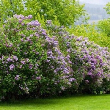 Ceriņš 'Michel Buchner' /Syringa vulgaris/ - C2,5 kont.