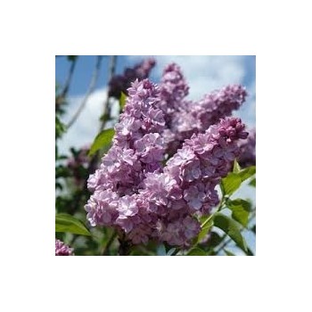 Ceriņš 'Katherine Havemeyer' /Syringa vulgaris/ - C3 kont.