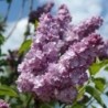 Ceriņš 'Katherine Havemeyer' /Syringa vulgaris/ - C3 kont.