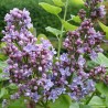 Ceriņš 'Michel Buchner' /Syringa vulgaris/ - C2,5 kont.