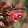 Veigela, krāšņā 'Black Ruby' /Weigela florida/- C2.5 Kont.