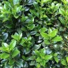 Ilekss, zilganais ,,Heckenstar,, /Ilex x meserveae/ - C2,5 kont.