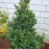 Ilekss, zilganais ,,Heckenstar,, /Ilex x meserveae/ - C2,5 kont.