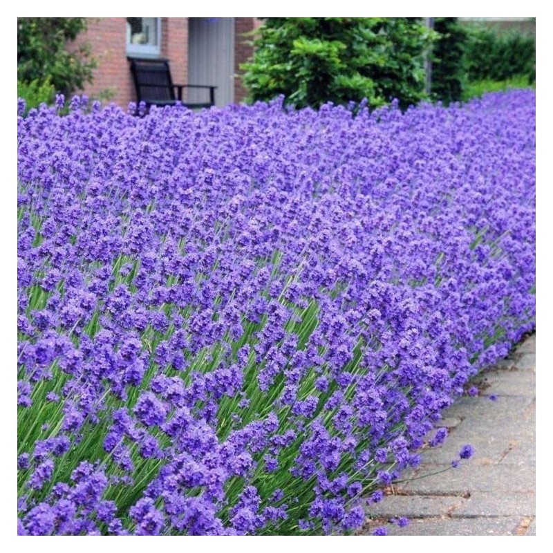 Levanda, tikroji ,,Munstead,, /lavandula angustifolia/ - P9 kont.
