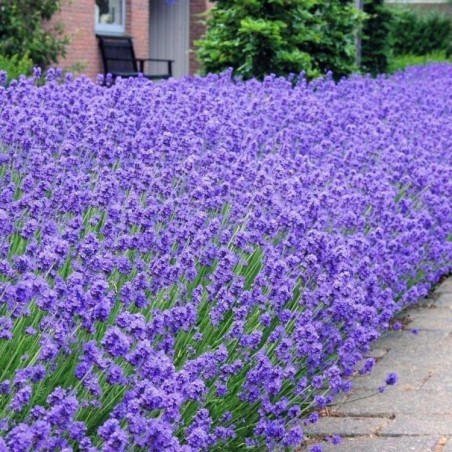 Levanda, tikroji ,,Munstead,, /lavandula angustifolia/ - P9 kont.